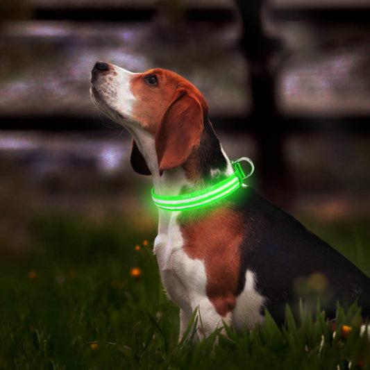 Rechargeable LED Dog Collar
